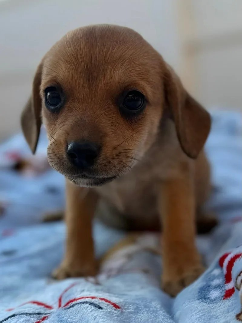 Daisy thumbnail 5