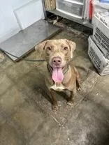 Tonka
