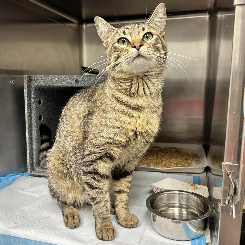 An adult large-sized male Brown / Chocolate Domestic Short Hair cat named Mothball for adoption in Abilene, TX