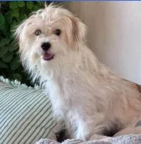 A young medium-sized male Terrier dog named Winslow for adoption in West Bloomfield, MI