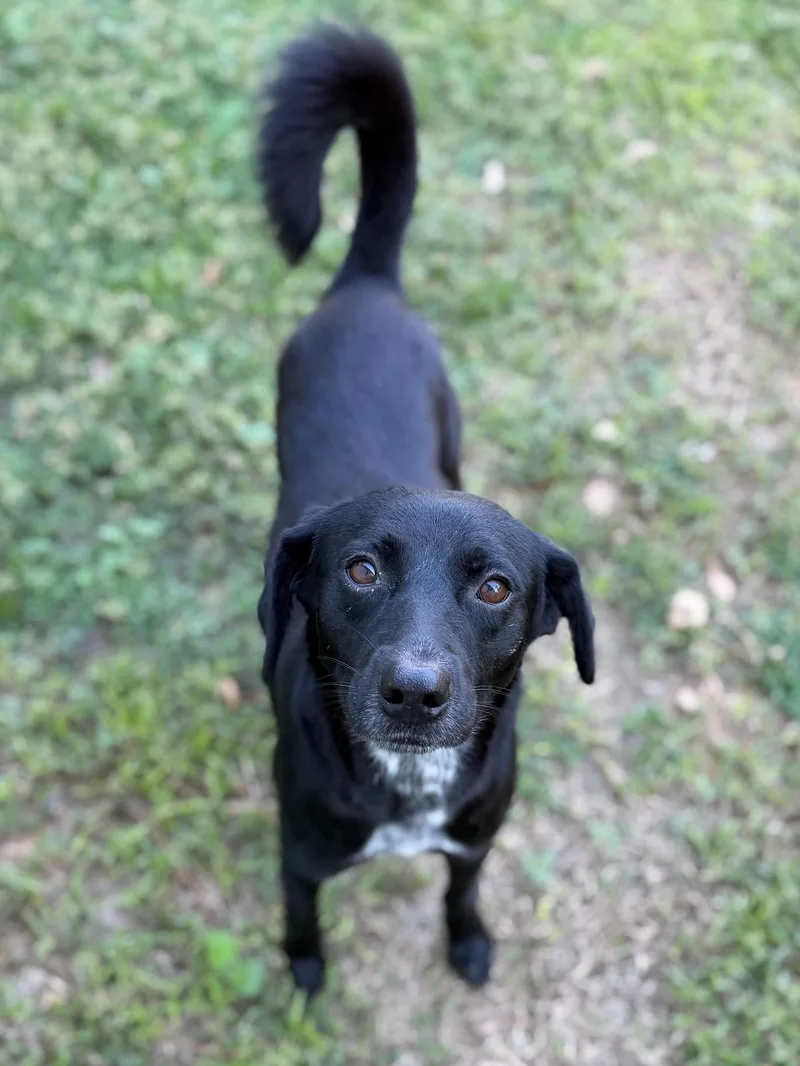 An adult medium-sized male Labrador Retriever dog named Tito for adoption in Summerdale, AL