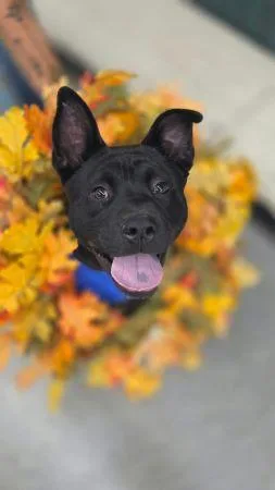 A baby medium-sized male French Bulldog dog named Onyx for adoption in Lowell, IN