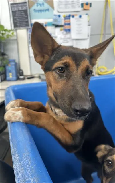 A young large-sized male Mixed Breed dog named Rusty for adoption in Dallas, TX