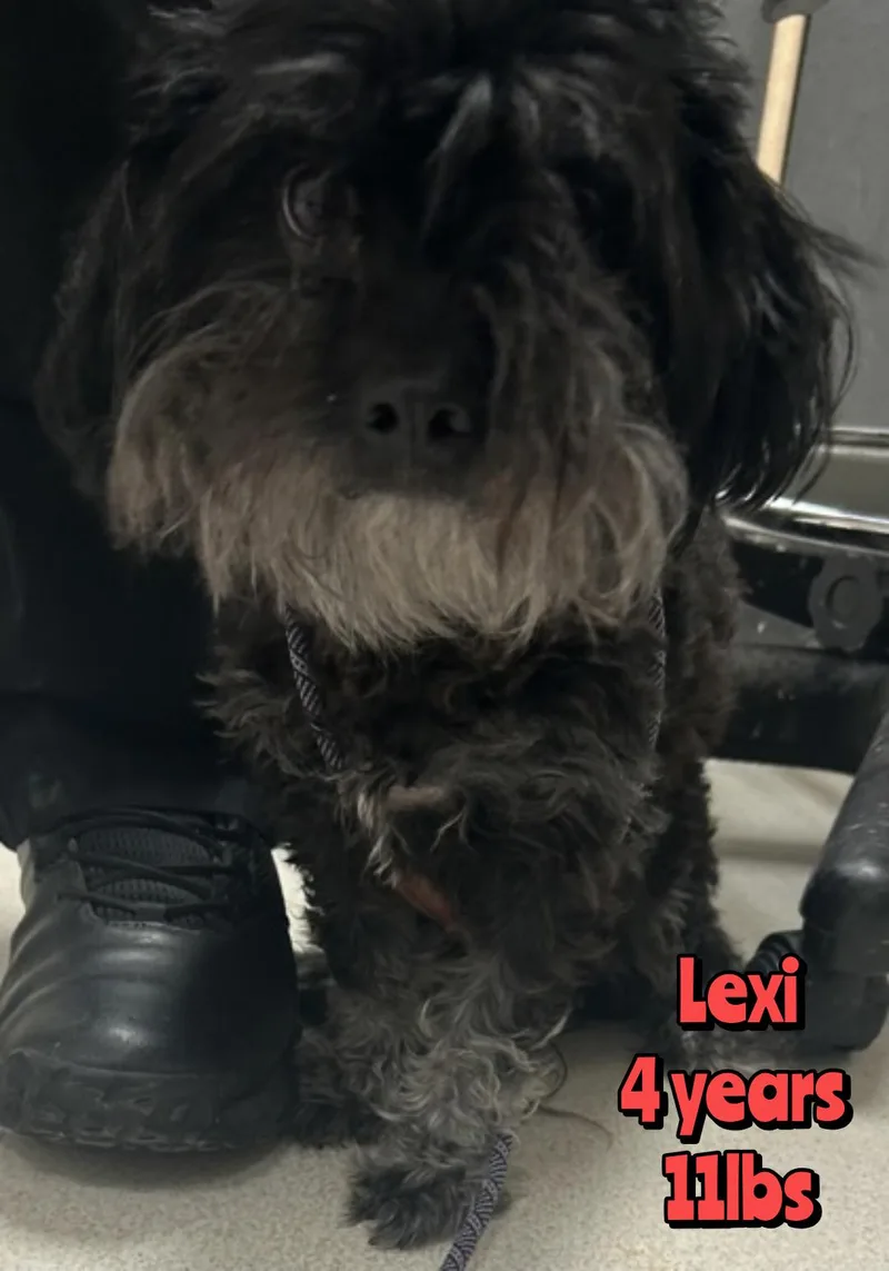 An adult small-sized female Mixed Breed dog named Lexi for adoption in Holbrook, NY
