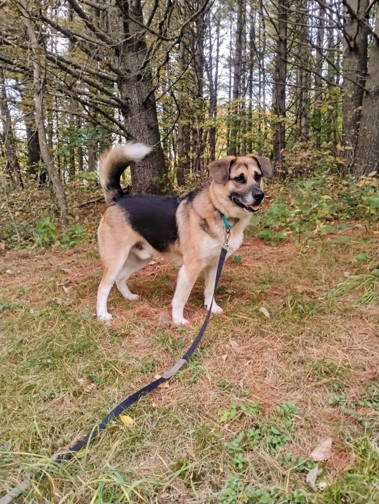 A young medium-sized male German Shepherd Dog dog named Augie for adoption in Gloversville, NY