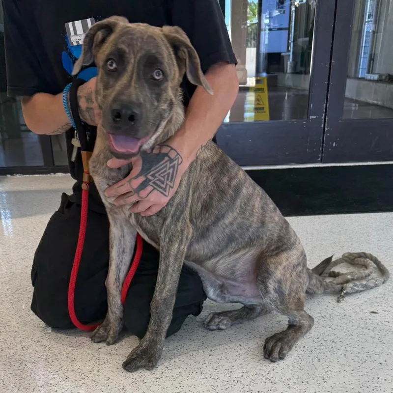 A young medium-sized male Brindle Dutch Shepherd dog named Jude A for adoption in Mission Hills, CA