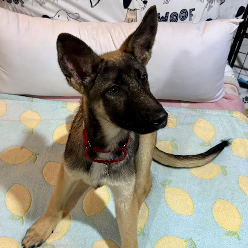 A baby large-sized male Black Shepherd dog named Floren for adoption in Park Forest, IL