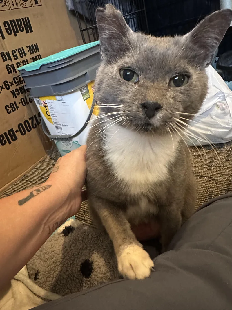An adult medium-sized male Tabby (Gray / Blue / Silver) Tuxedo cat named Twin & Mr Grey for adoption in Parker, TX