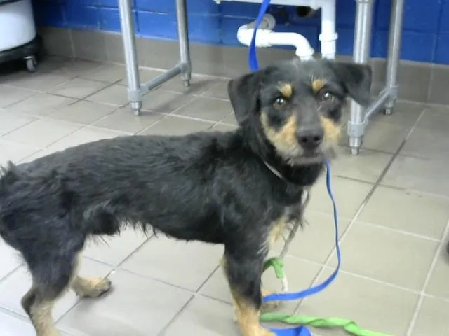 An adult medium-sized male Irish Terrier dog named Diablo for adoption in Albuquerque, NM