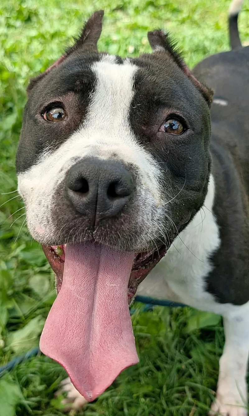 An adult medium-sized female Black Pit Bull Terrier dog named Harvest for adoption in Chicago, IL