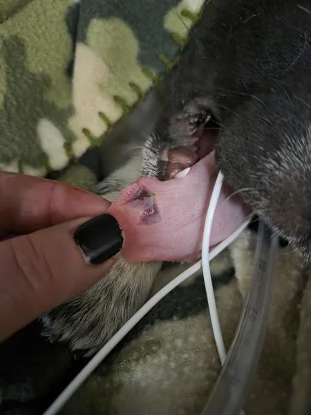 A baby small-sized male Great Pyrenees dog named Carl for adoption in Portland, OR
