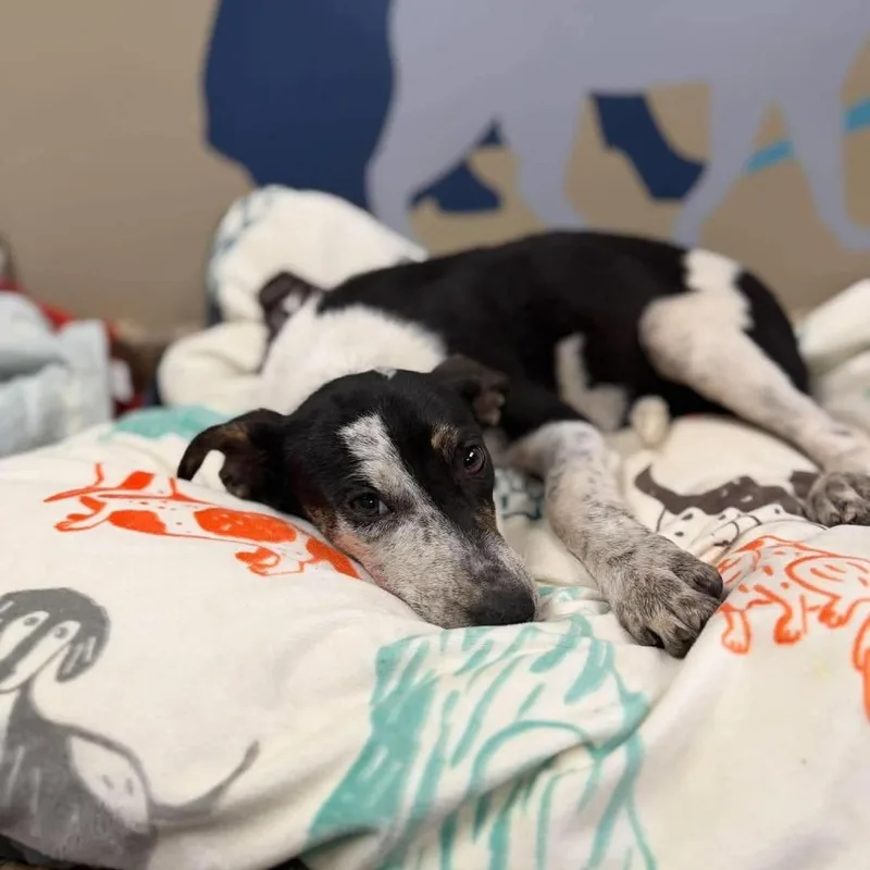 A young medium-sized female Beagle dog named Sasha for adoption in Fairfax, VA