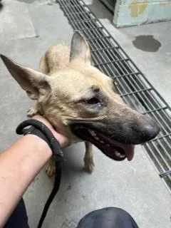 A young small-sized female German Shepherd Dog dog named Grace for adoption in Stockton, CA