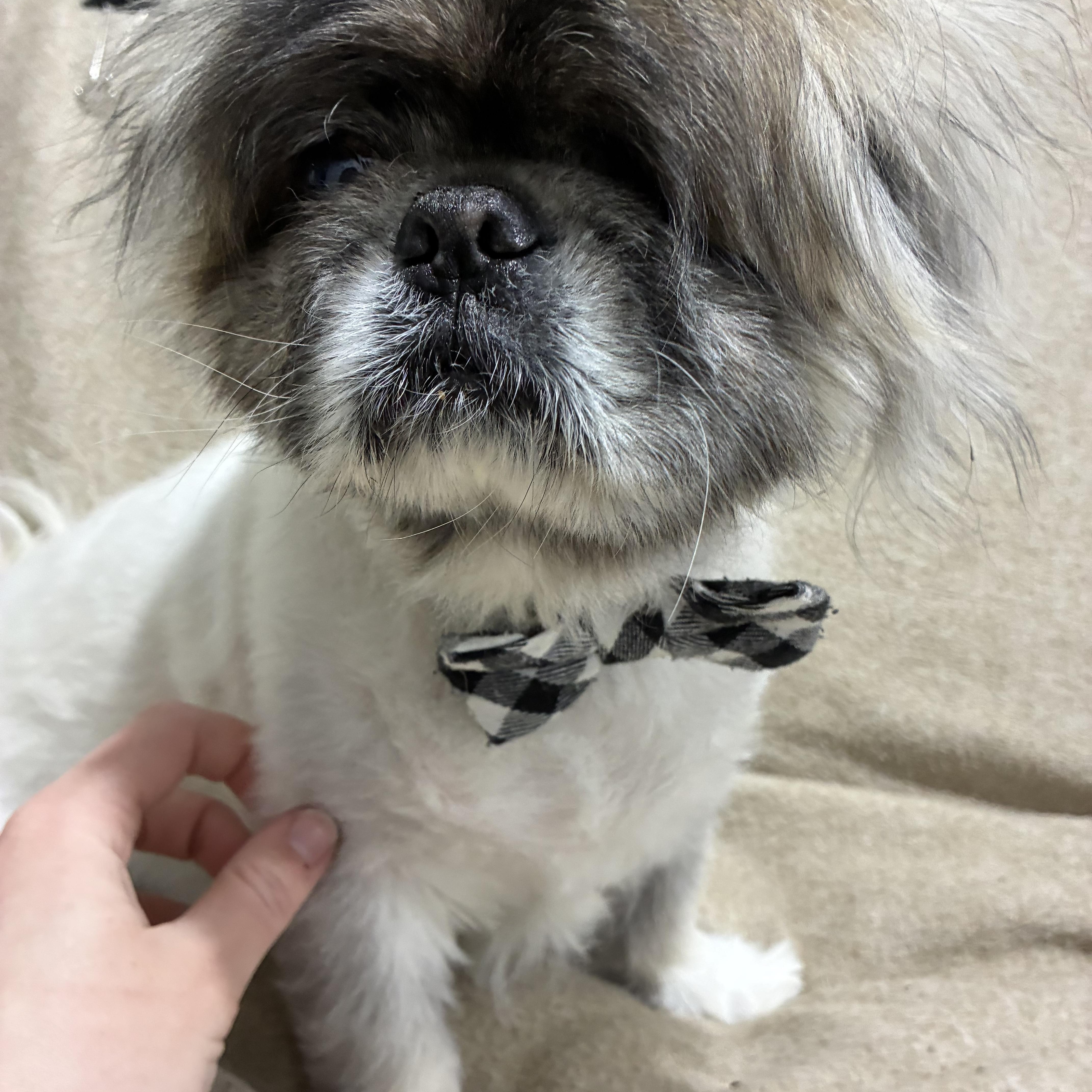 Ricky Bobby thumbnail 3