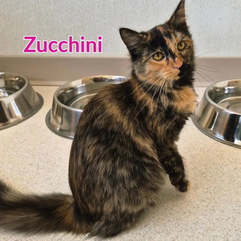 A baby medium-sized female Domestic Long Hair cat named Zucchini for adoption in North Saint Paul, MN