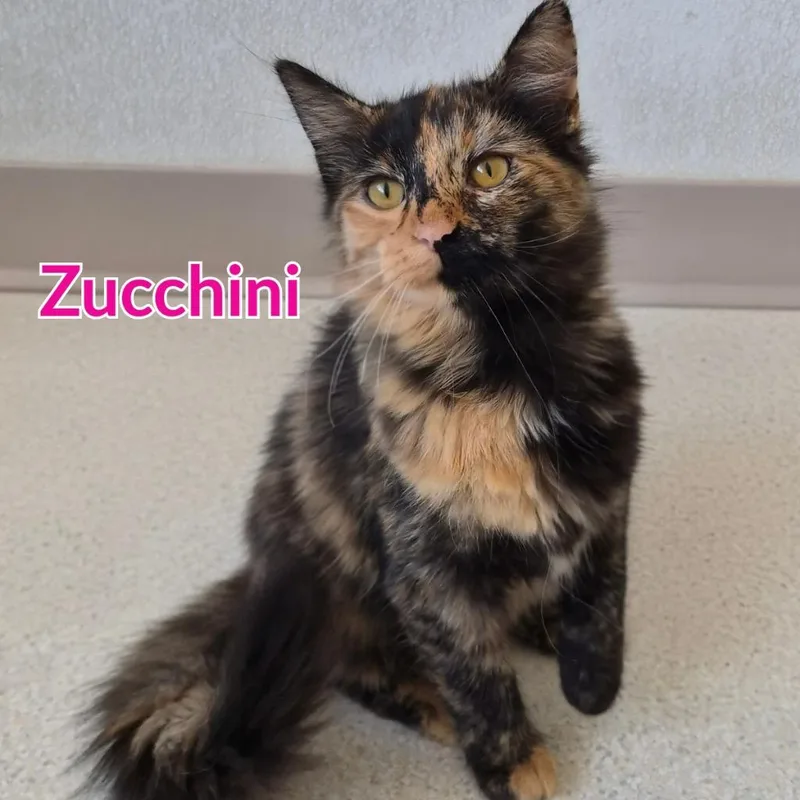 Zucchini thumbnail 2
