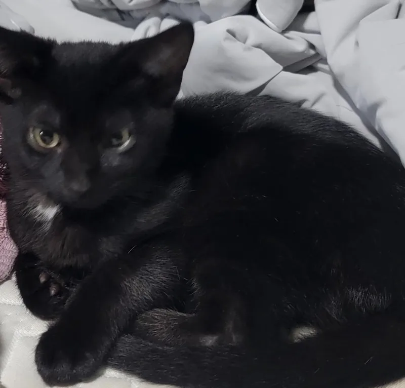A baby small-sized male Black Domestic Short Hair cat named Chilly for adoption in Maineville, OH