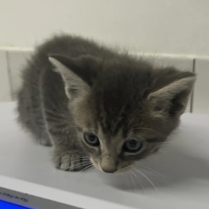 A baby small-sized male Calico Domestic Medium Hair cat named Tiberius for adoption in St. Louis, MO