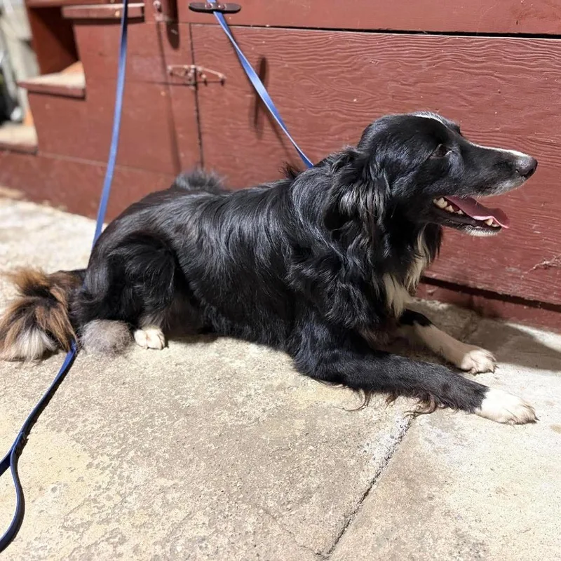 An adult medium-sized male Border Collie dog named Count Snackula aka Buddy for adoption in Ada, MN