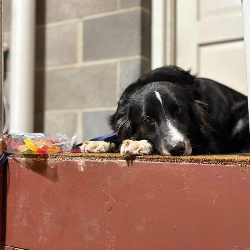 Count Snackula aka Buddy thumbnail 3