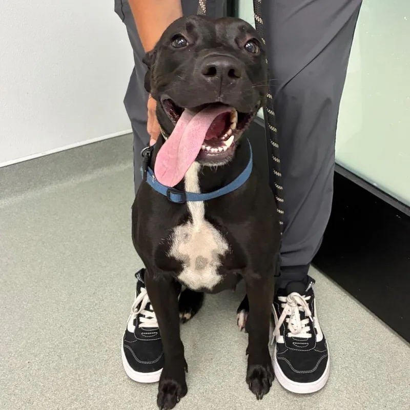 A young medium-sized female Black Terrier dog named June for adoption in Abilene, TX