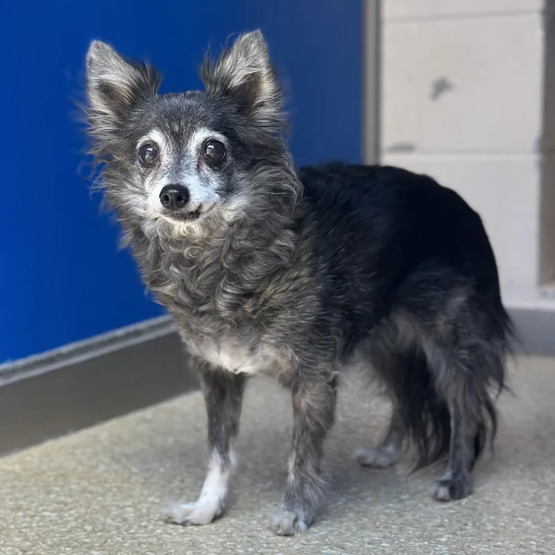 A senior small-sized female Black Chihuahua dog named Cubby for adoption in Reno, NV