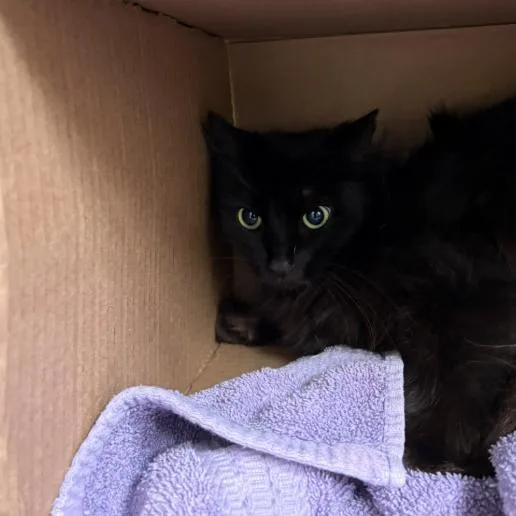An adult medium-sized female Black Domestic Medium Hair cat named Noche for adoption in Corpus Christi, TX