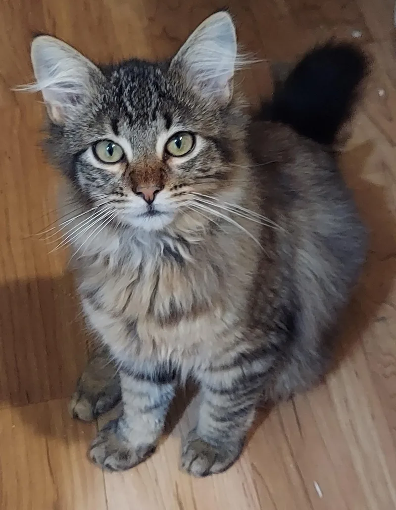 A young medium-sized male Tabby (Brown / Chocolate) Maine Coon cat named Maine coon bonded brothers for adoption in Mobile, AL