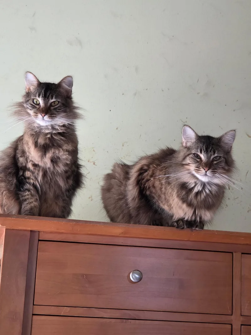 Maine coon bonded brothers thumbnail 2