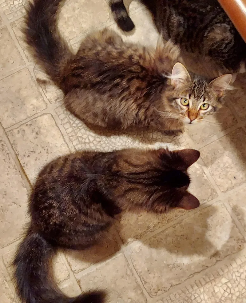 Maine coon bonded brothers thumbnail 3