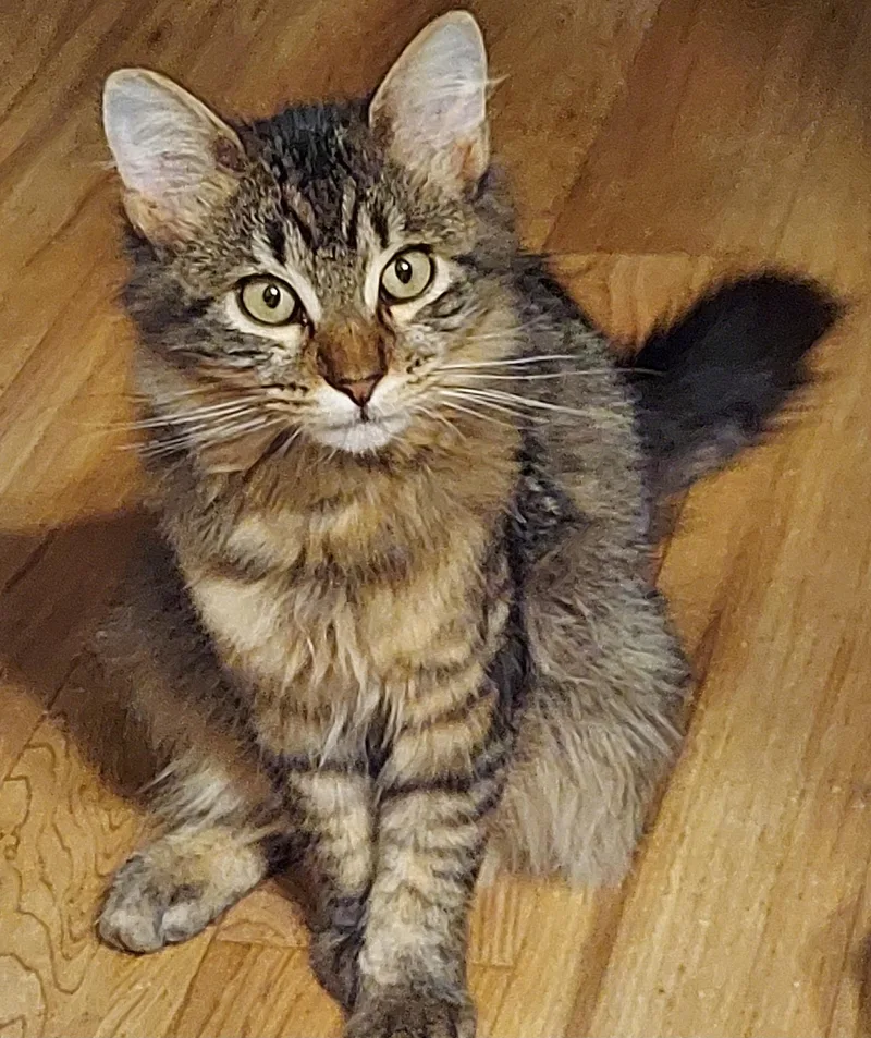 Maine coon bonded brothers thumbnail 4