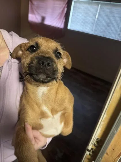 A baby large-sized male Yellow / Tan / Blond / Fawn Mixed Breed dog named Scooby for adoption in Wichita, KS