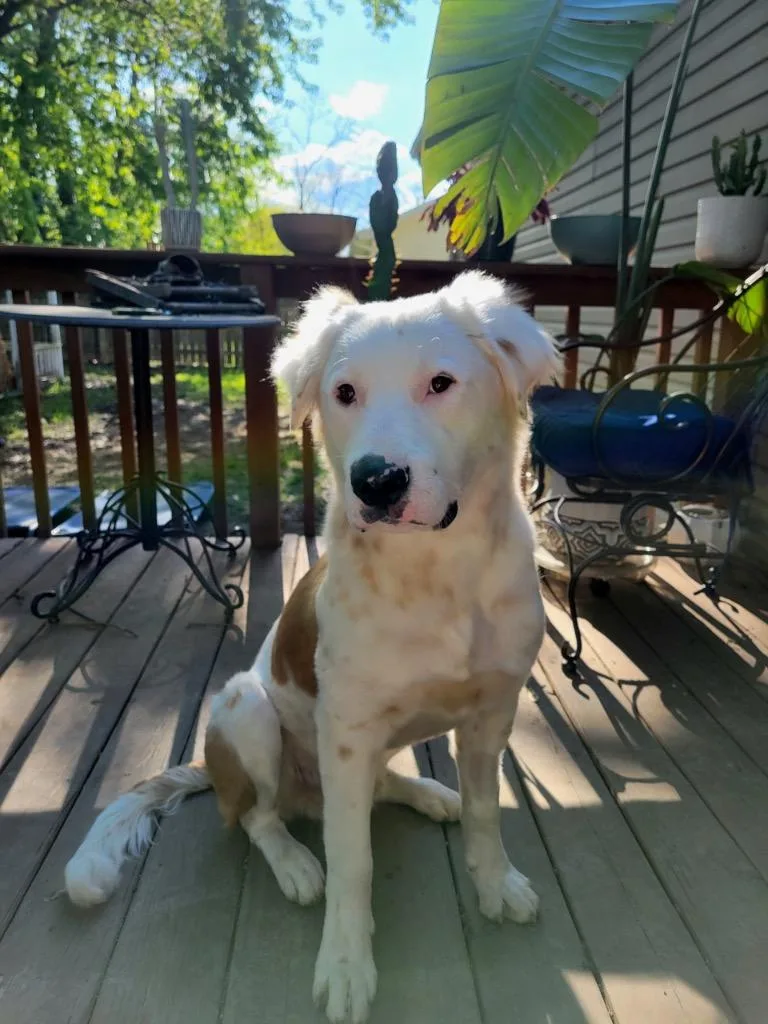 A young medium-sized male Australian Shepherd dog named Patrick for adoption in Valparaiso, IN