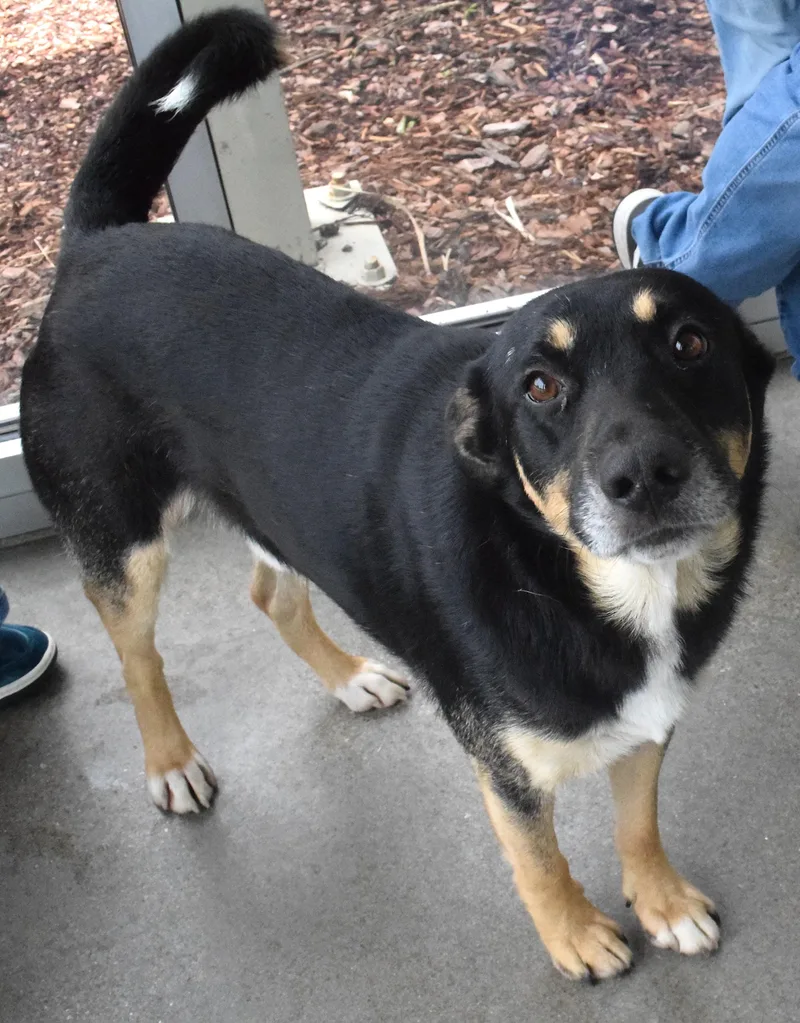 An adult large-sized female Tricolor (Brown, Black, & White) Shepherd dog named 22269 for adoption in Broken Arrow, OK