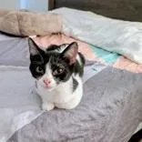 A young small-sized female Domestic Short Hair cat named Salty for adoption in Santa Fe, TX