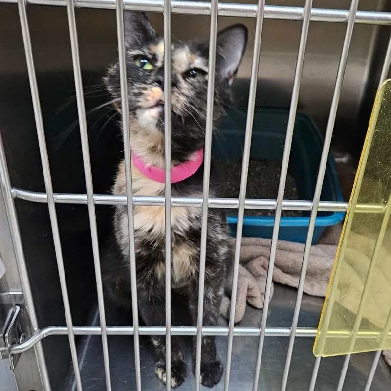 A young medium-sized female Black Domestic Short Hair cat named Rudie for adoption in Lakeland, FL