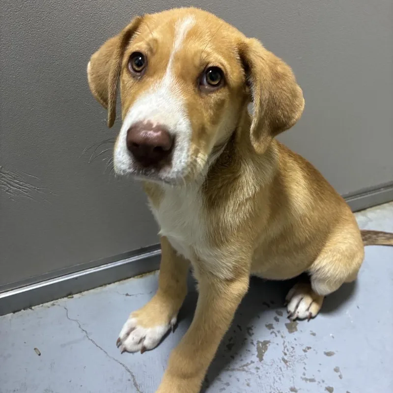 A baby medium-sized male Yellow / Tan / Blond / Fawn Labrador Retriever dog named Ct Oso for adoption in Stormville, NY