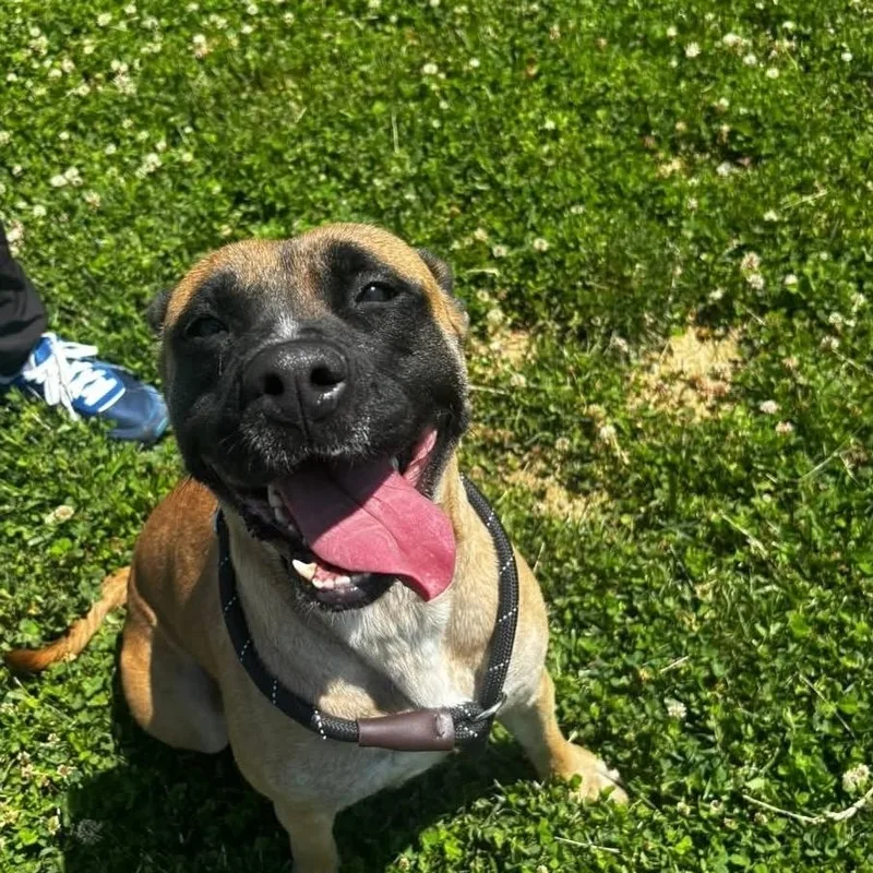 A young large-sized female Boxer dog named Meeka for adoption in Minooka, IL