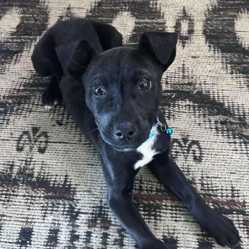 A baby medium-sized female Black Labrador Retriever dog named Cricket for adoption in Carmel, NY