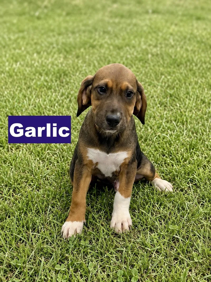 Garlic