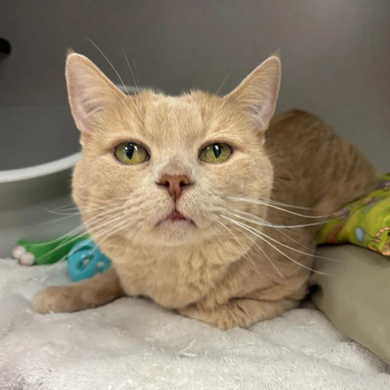 A senior small-sized male Domestic Medium Hair cat named Campari for adoption in Los Angeles, CA