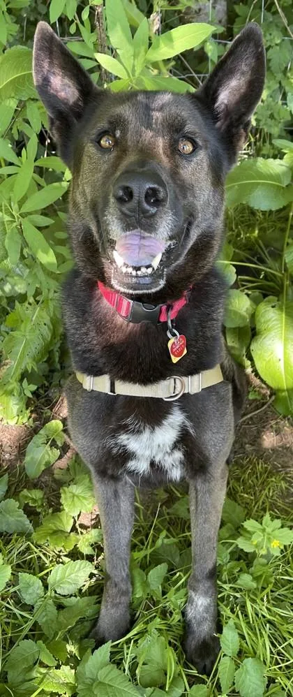 An adult large-sized male Black German Shepherd Dog dog named Duke for adoption in Stanwood, WA