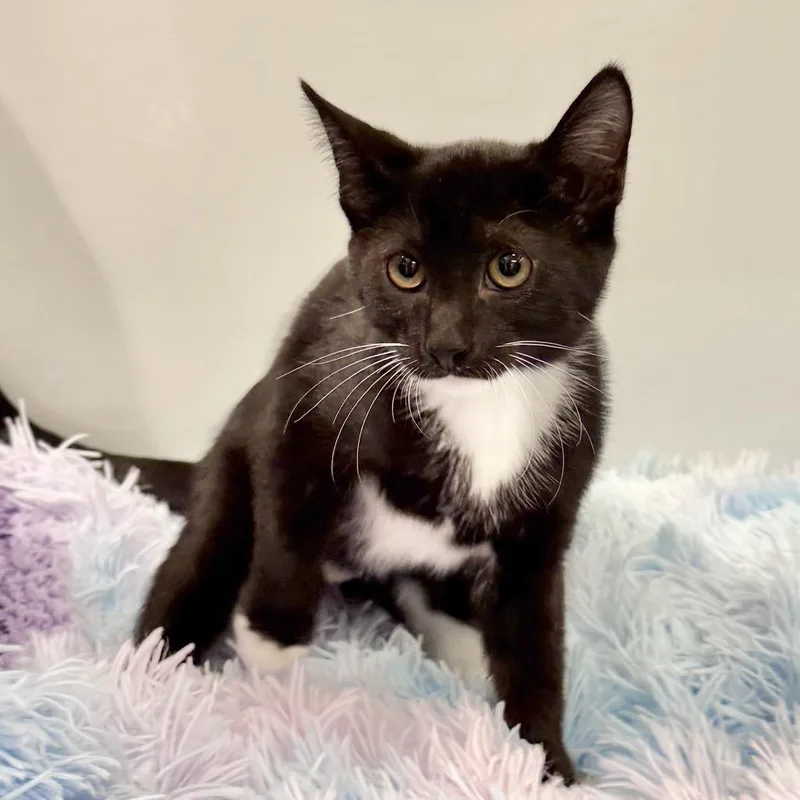 A baby small-sized female Domestic Short Hair cat named Shiitake for adoption in East Hampton, NY