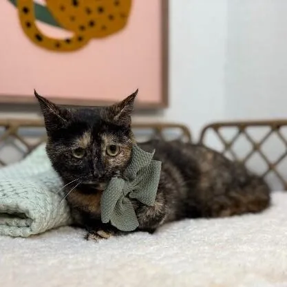 Princess Purrty Face
