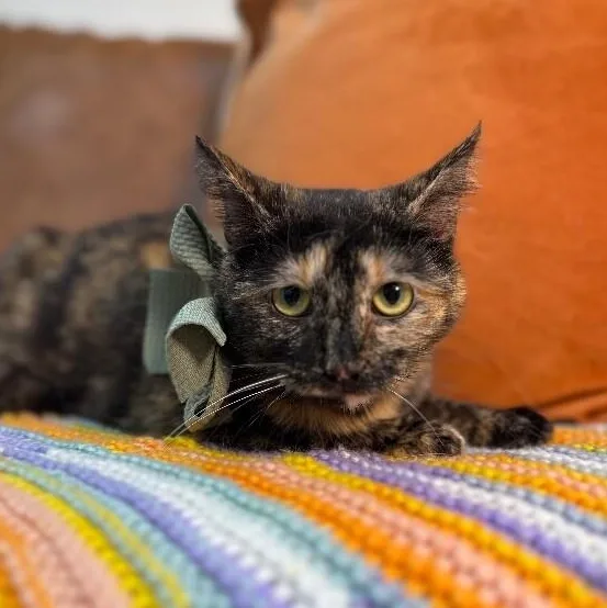 Princess Purrty Face thumbnail 3