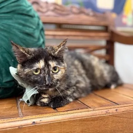 Princess Purrty Face thumbnail 4