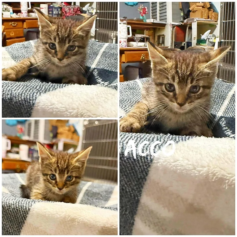 A baby small-sized male Tabby (Buff / Tan / Fawn) Domestic Short Hair cat named Acco for adoption in Saint James, MO