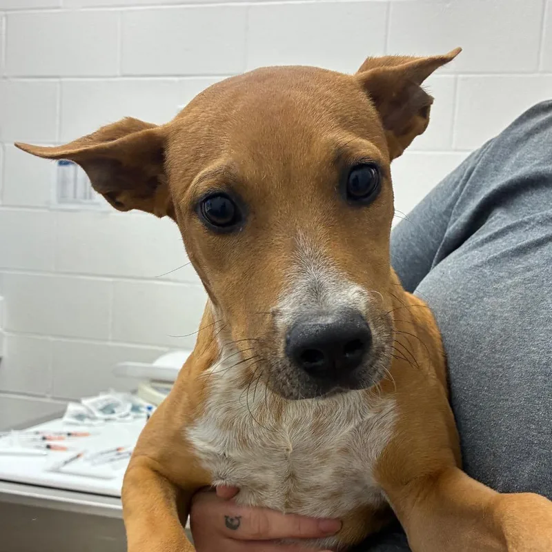 A young small-sized male Red / Chestnut / Orange Cattle Dog dog named Popcorn for adoption in Corpus Christi, TX