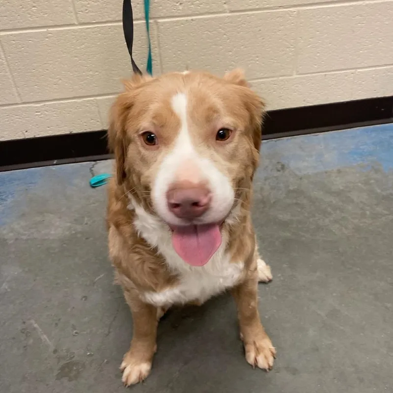 A young medium-sized male Yellow / Tan / Blond / Fawn Mixed Breed dog named Sunny for adoption in Memphis, TN