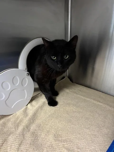 An adult large-sized male Domestic Short Hair cat named Storm for adoption in Salinas, CA